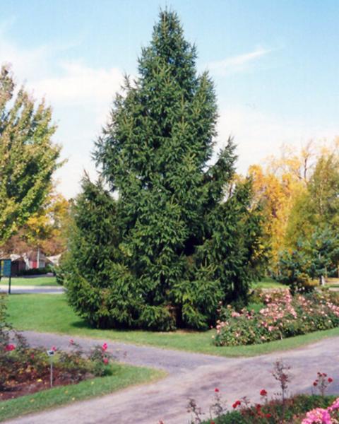 Spruce Norway 15 Gallon