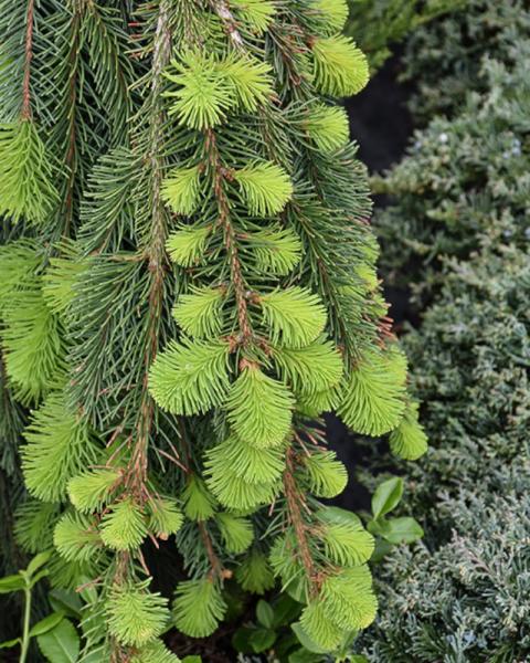 Spruce Weeping Norway 10 Gallon