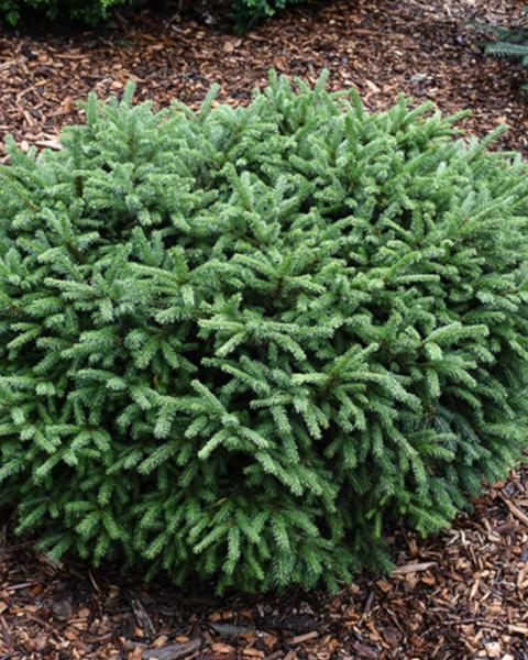 Spruce Norway Pumila 3 Gallon