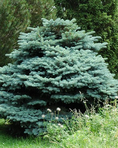 Spruce Blue Globe on Standard 6 Gallon