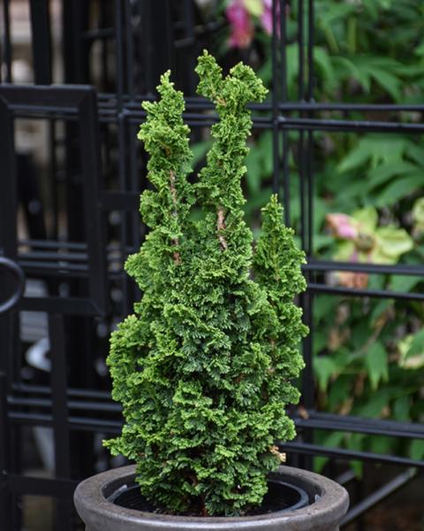 Arborvitae Primo 6 Gallon