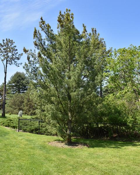Pine Columnar White 10 Gallon