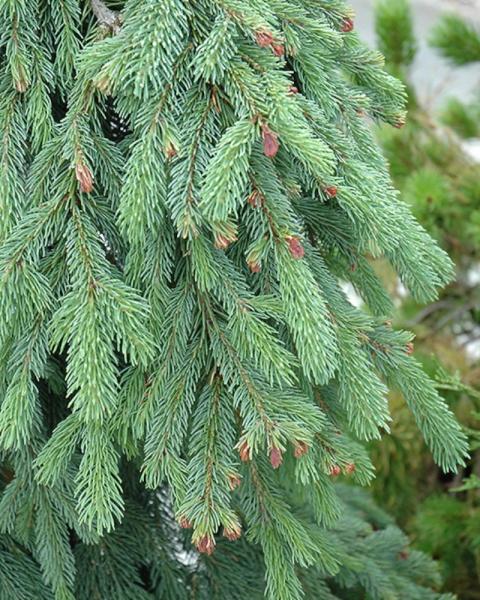 Spruce White Weeping 10 Gallon