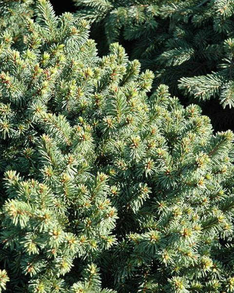 Spruce Lanham's Beehive 3 Gallon