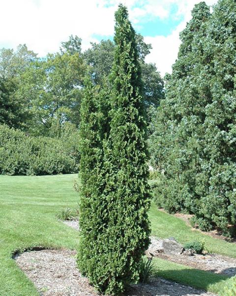 Arborvitae DeGroot's Spire 10 Gallon
