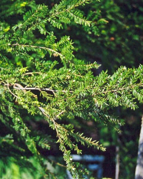 Canadian Hemlock 3 Gallon