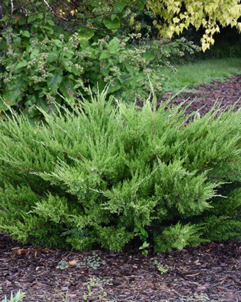 Juniper Sea Green 3 Gallon