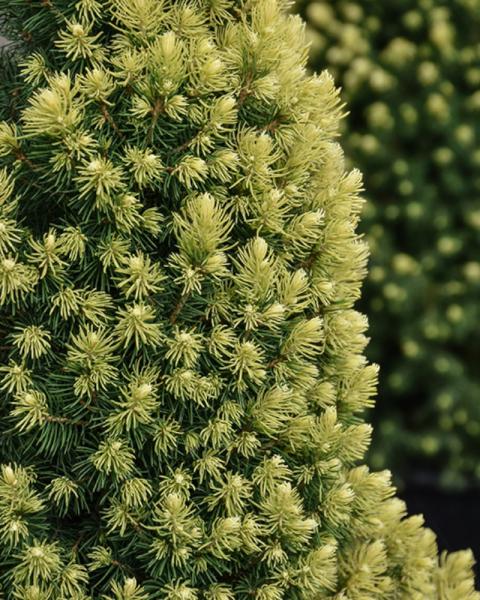 Spruce Dwarf Alberta Rainbow's End