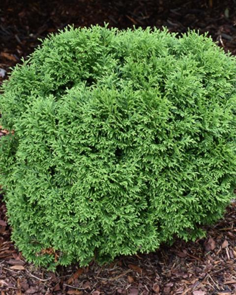 Arborvitae Tater Tot 2 Gallon