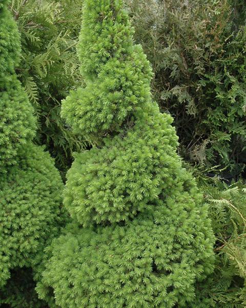 Spruce Dwarf Alberta Spiral 5 Gallon