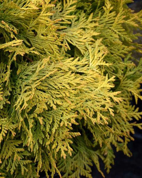 Arborvitae Golden Globe 2 Gallon
