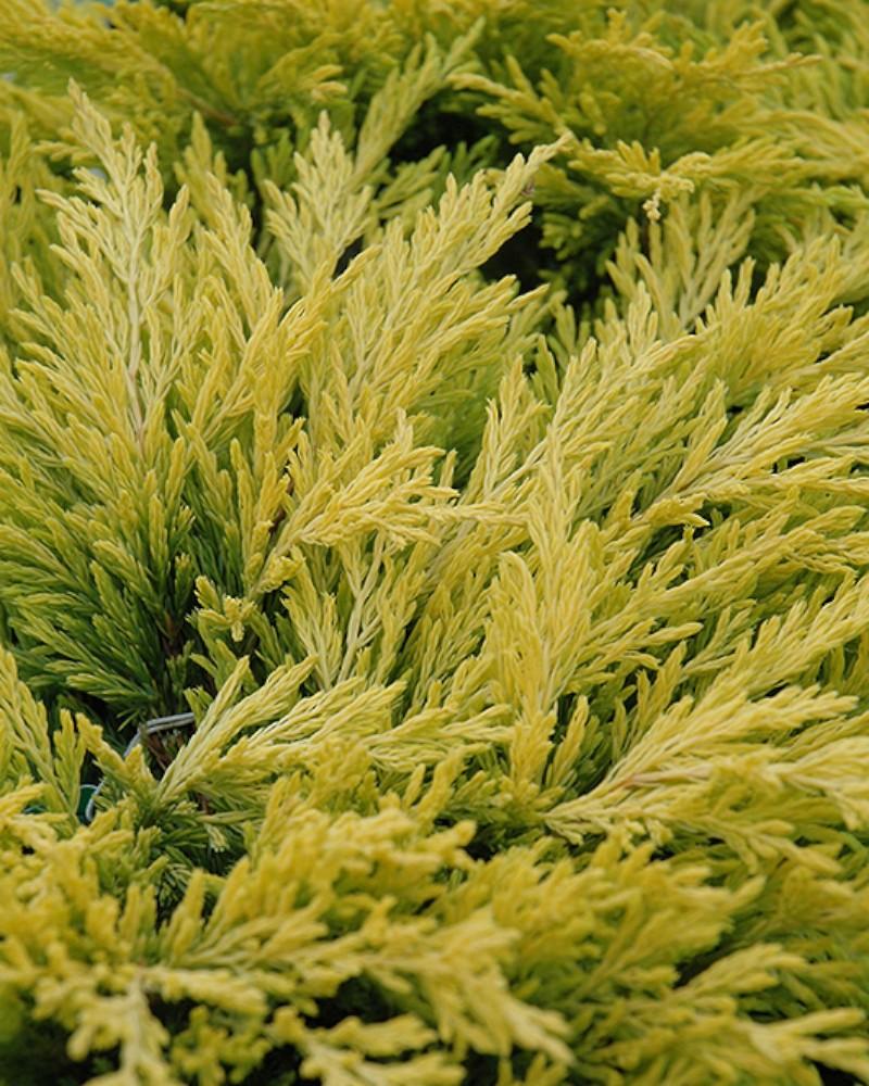Juniper Limeglow 3 Gallon