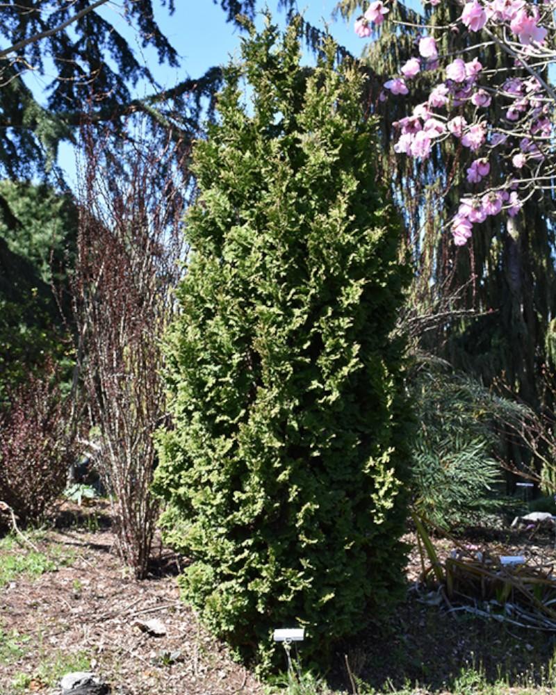 Arborvitae Zmatlik 6 Gallon
