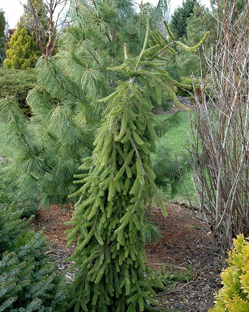 Spruce Abies Frohburg 6 Gallon
