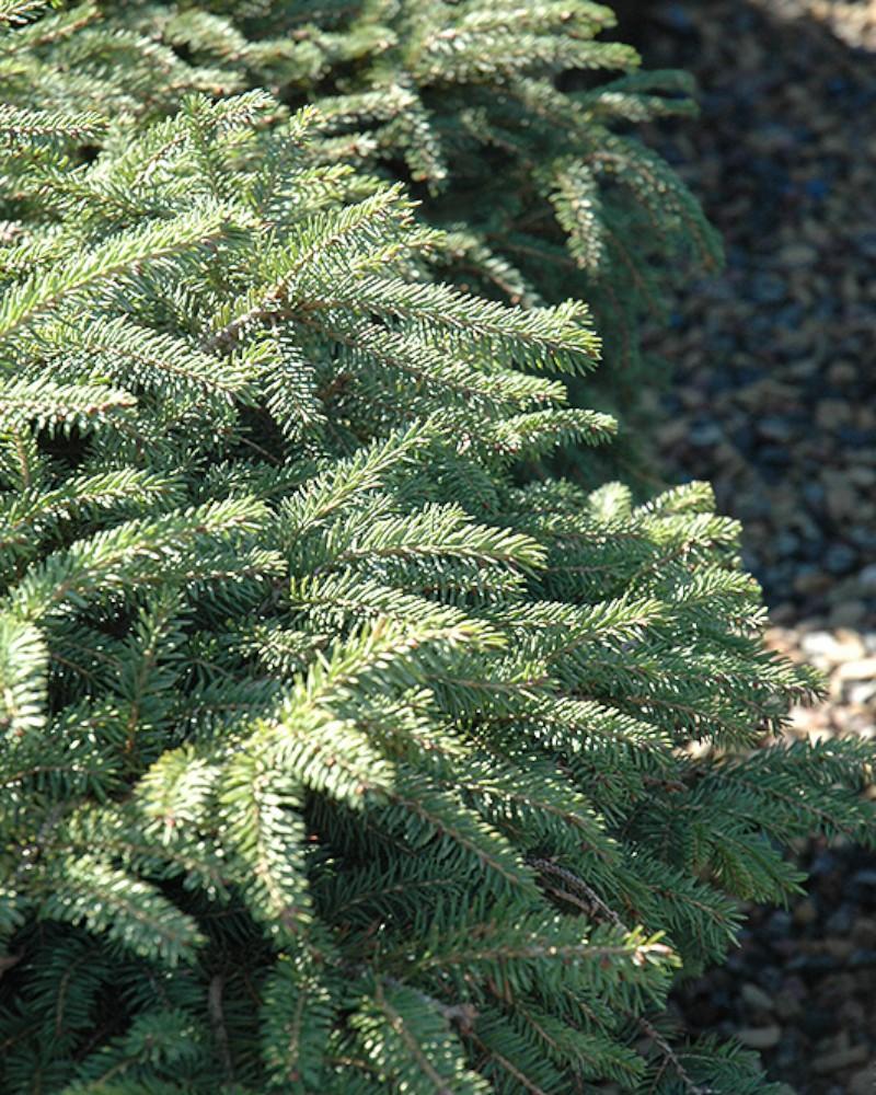 Spruce Elegans 3 Gallon