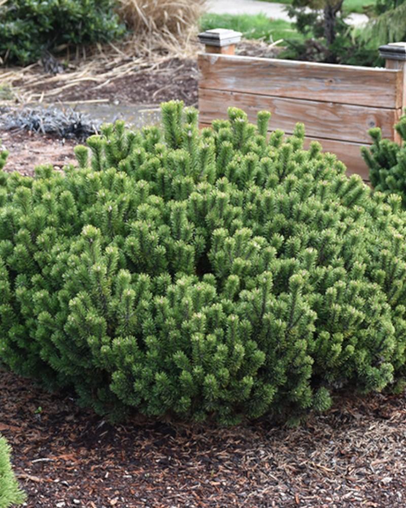 Pine Mugho Slowmound