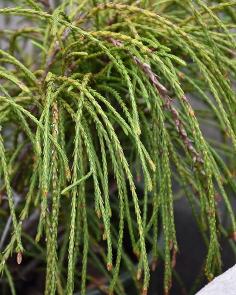 Arborvitae Whipcord