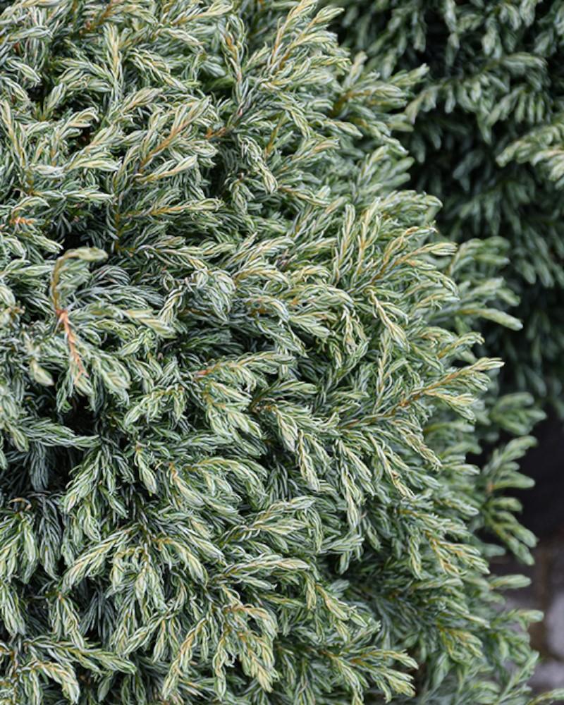 Chamaecyparis Boulevard 3 Gallon