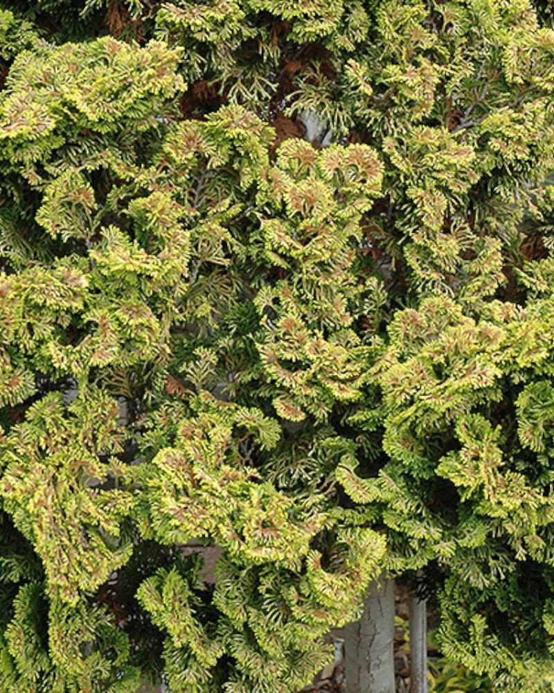 Chamaecyparis Nana Lutea