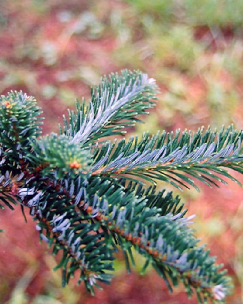 Fraser Fir 7 Gallon