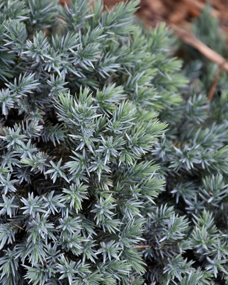 Juniper Blue Star 3 Gallon
