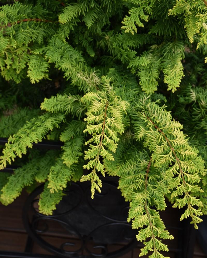 Chamaecyparis Fernspray Gold