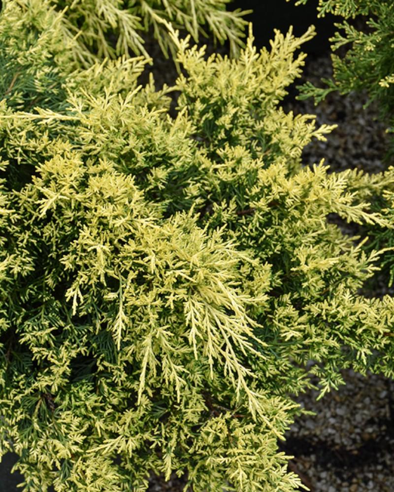 Juniper Sea of Gold