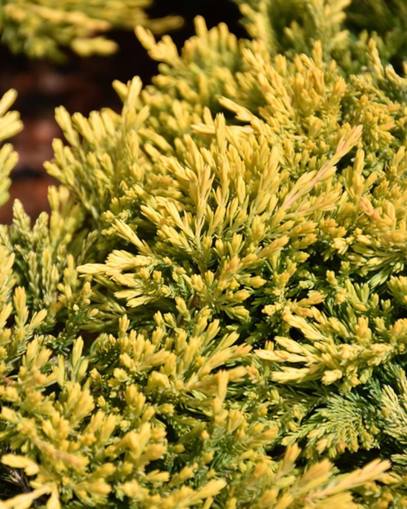 Juniper Gold Strike