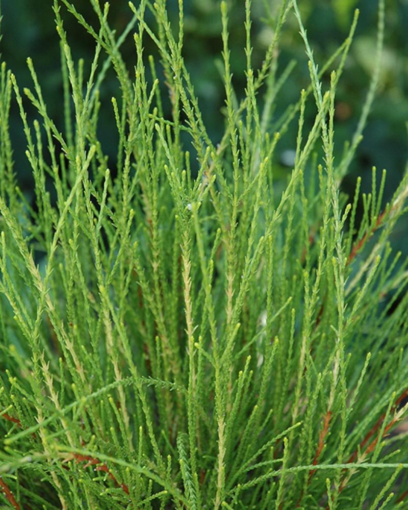 Arborvitae Franky Boy 1 Gallon