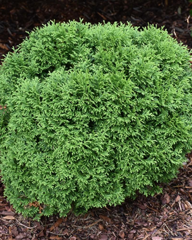 Arborvitae Tater Tot 2 Gallon