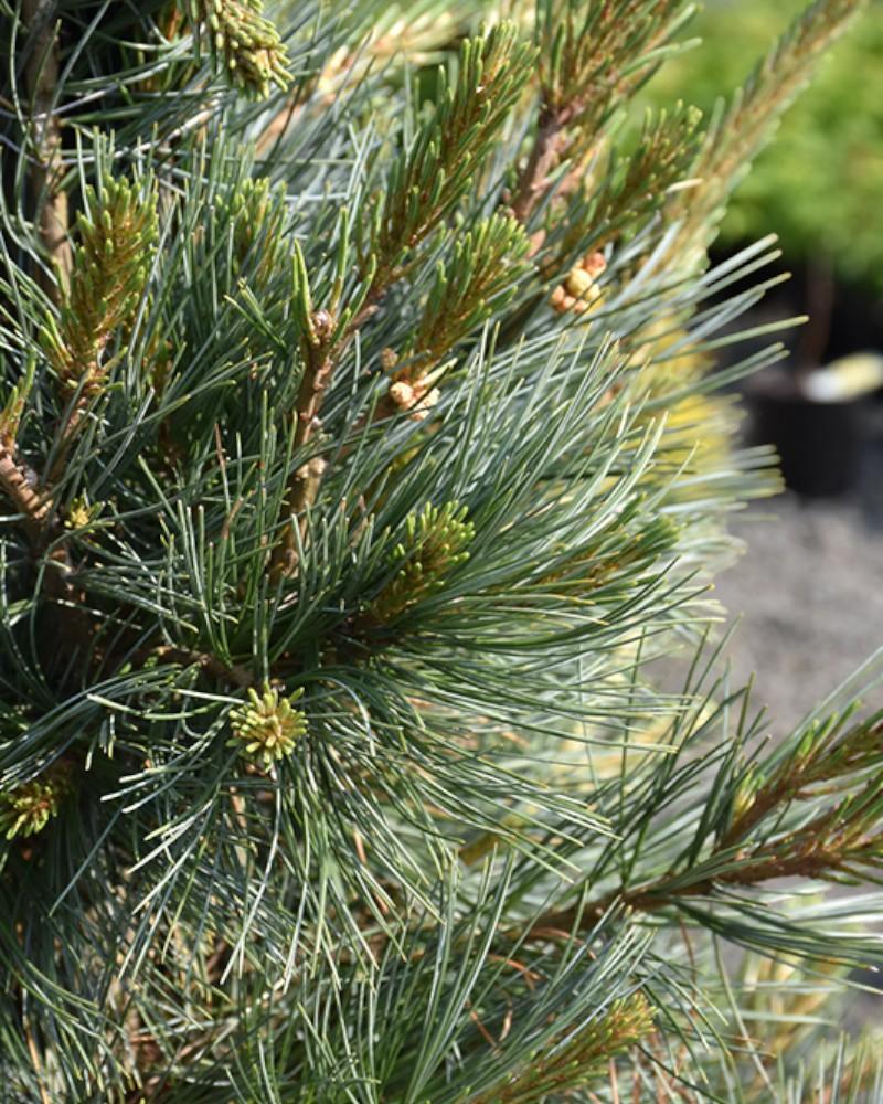 Pine  Northern Blue 10 Gallon