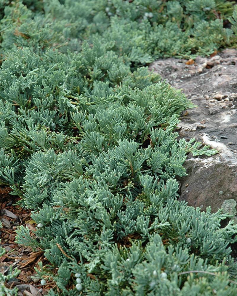 Juniper Blue Rug 3 Gallon