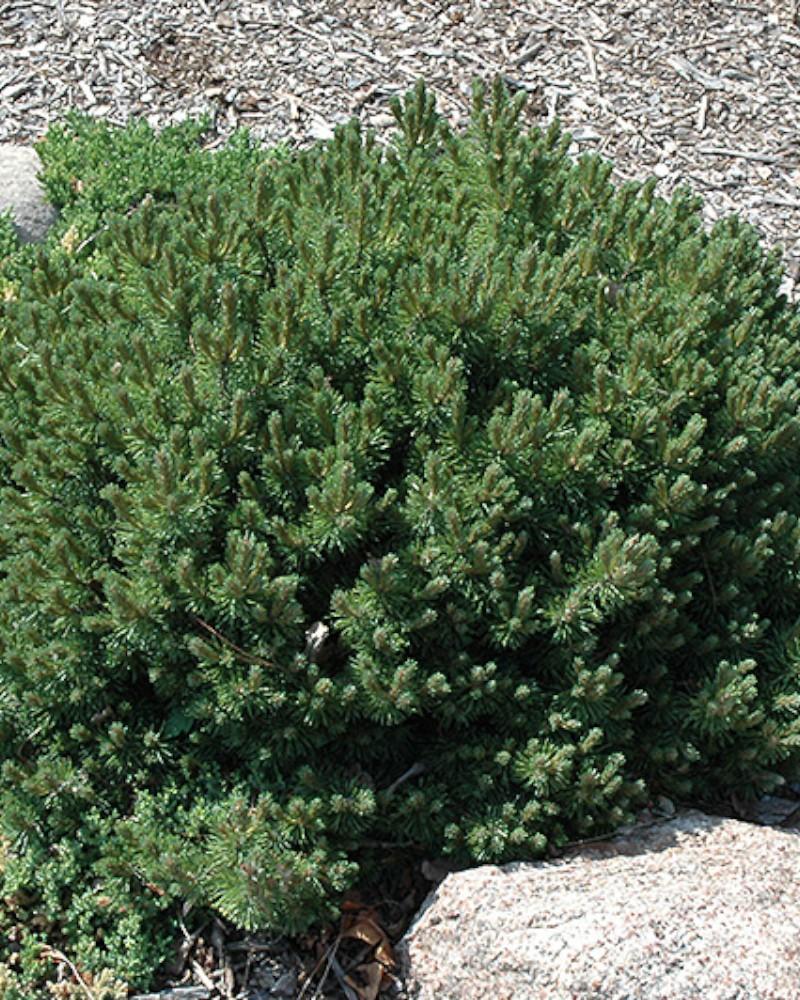 Pine Mugho Valley Cushion 2 Gallon