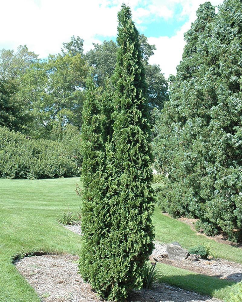 Arborvitae DeGroot's Spire 10 Gallon