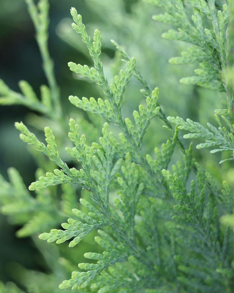 Arborvitae Green Giant 10 Gallon