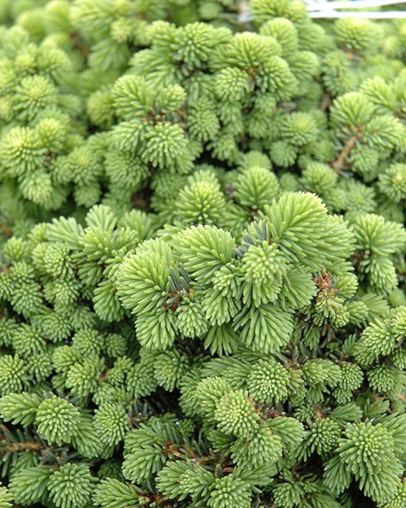 Spruce Little Gem on Standard