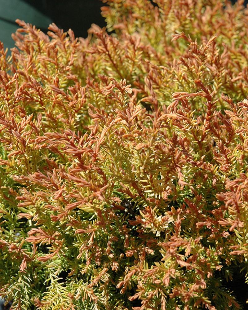 Arborvitae Fire Chief 2 Gallon