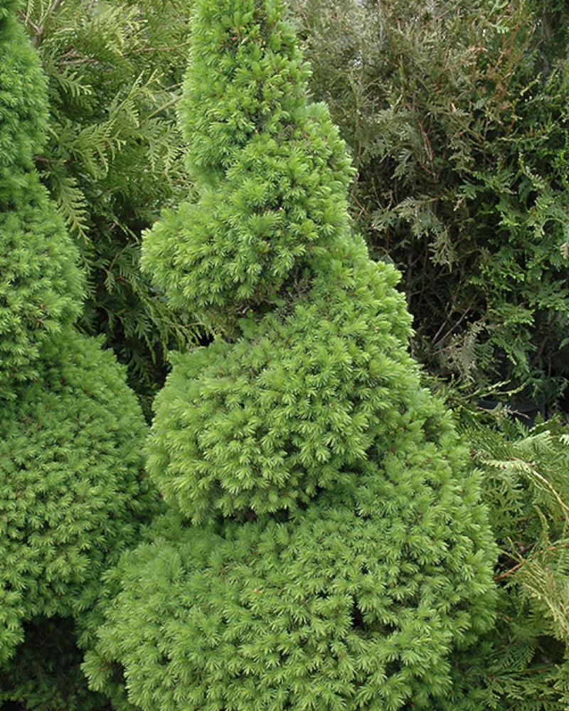 Spruce Dwarf Alberta Spiral 5 Gallon