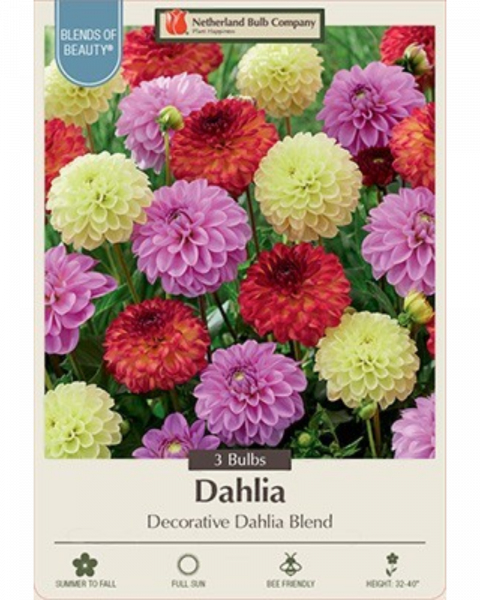 Dahlia  Dec Pkg of 3 Blend