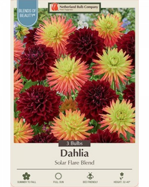 Dahlia Dec Pkg of 3 Solar Flare Blend