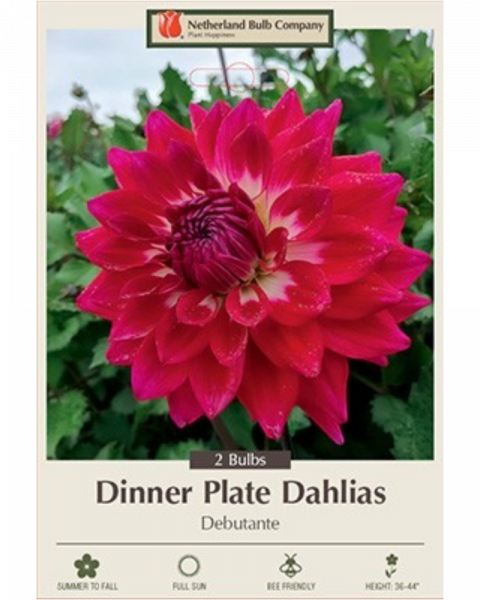 Dahlia Pkg of 2 Dinnerplate Debutate