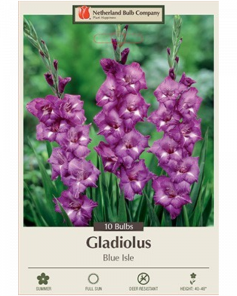 Gladiolus Pkg of 10 Blue Isle