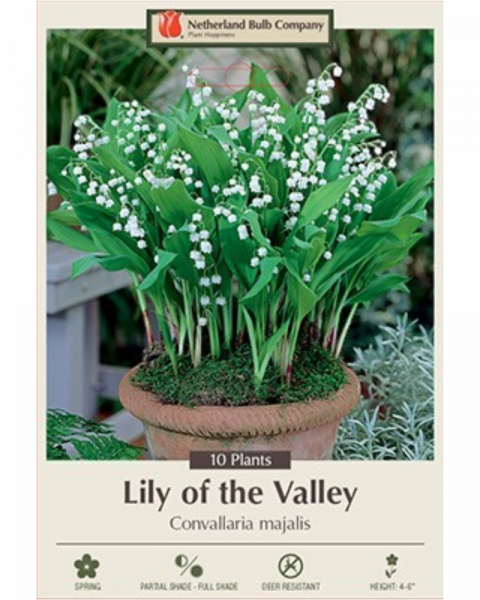 Lily of the Valley Pkg of 10