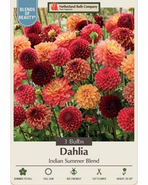 Dahlia Pkg of 3 Indian Summer Blend