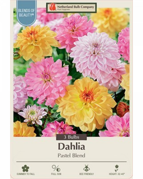 Dahlia Dec Pkg of 3 Pastel Blend