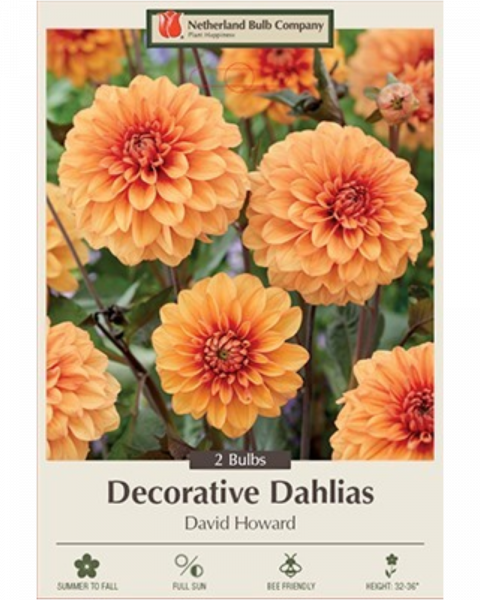 Dahlia Dec Pkg of 2 David Howard