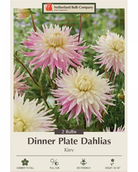 Dahlia Pkg of 2 Dinnerplate Kiev