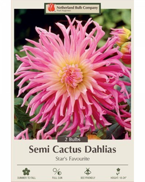 Dahlia Pkg of 2 Semi Cactus Star's Favourite