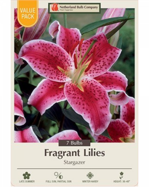 Lily Valuepack Pkg of 7 Stargazer