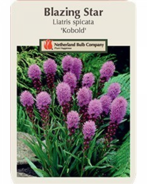Liatris Pkg of 20 Spicata Kobold
